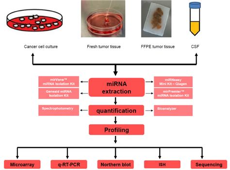 mirna extraction.
